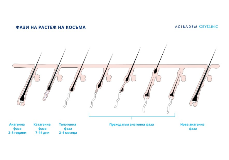 Жизнен цикъл на космите